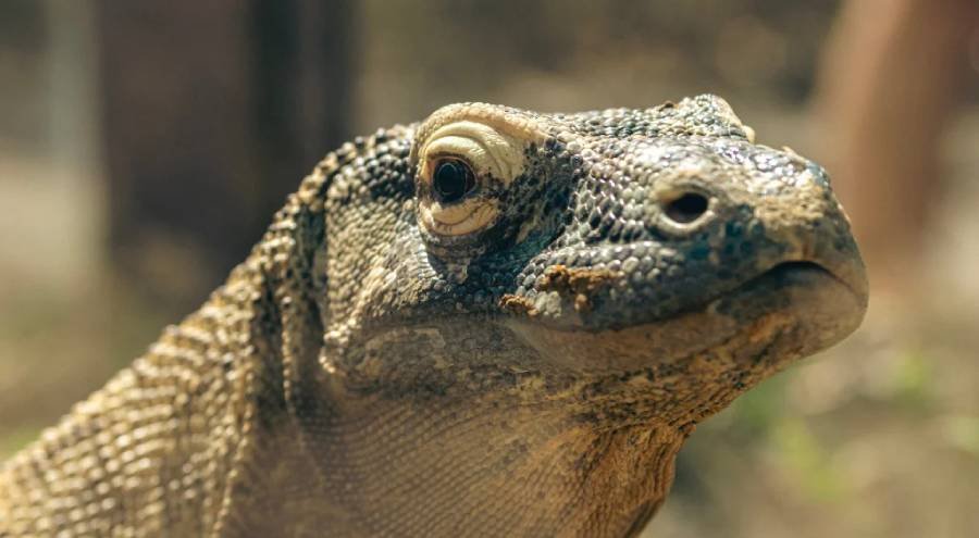 Dragão-de-Komodo