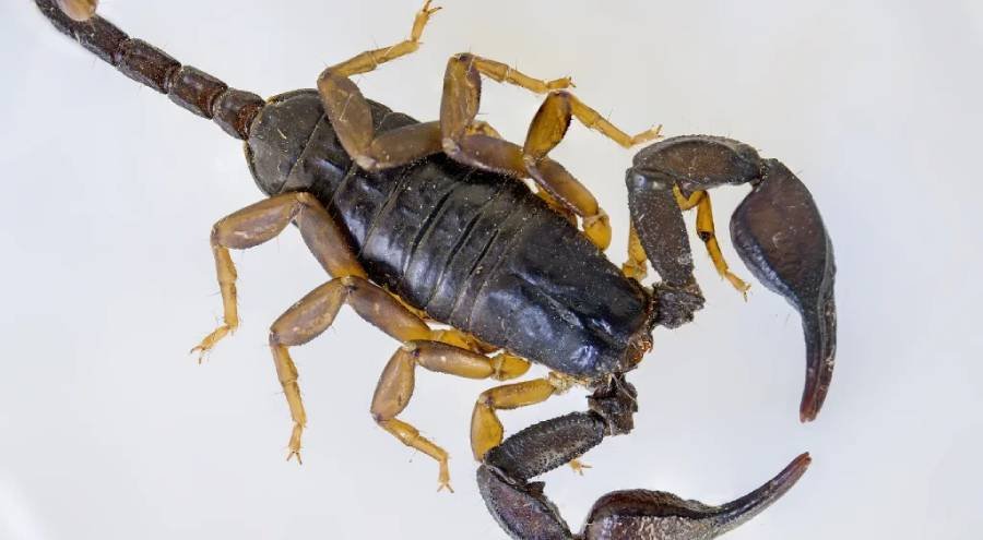 Escorpião