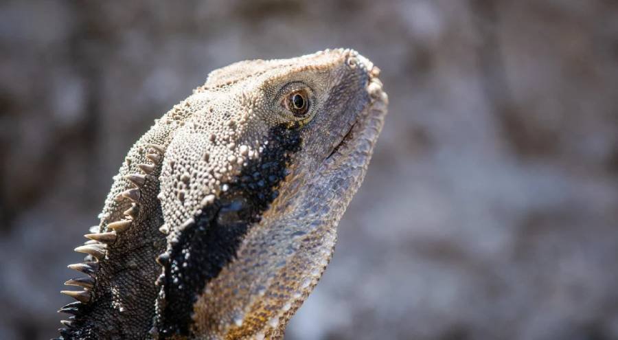 Tuatara