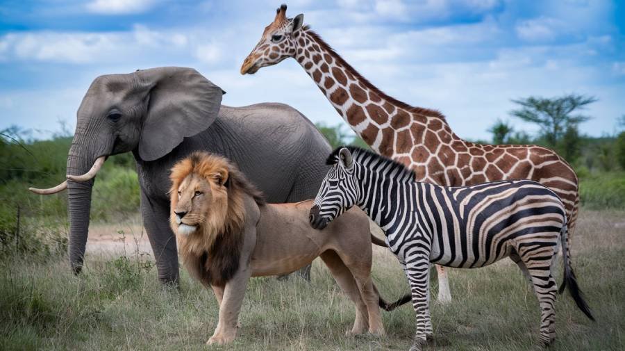 Descubra os Fascinantes Animais Selvagens da África
